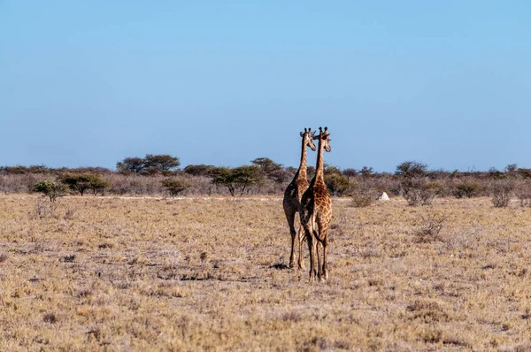 两名安哥拉长颈鹿在纳米比亚埃托沙国家公园的平原上行走 — 图库照片