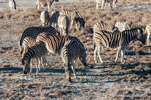 Egy Csoport Burchells Plains Zebra Equus Kvagga Burchelli Állandó Közel — Stock Fotó