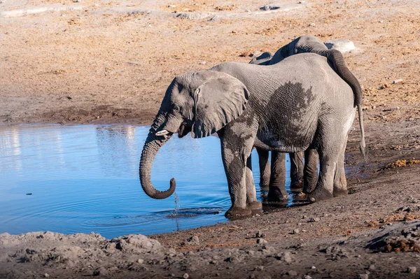 Két Afrikai Elefánt Loxodonta Africana Iszik Egy Vízlyuk Etosha Nemzeti — Stock Fotó