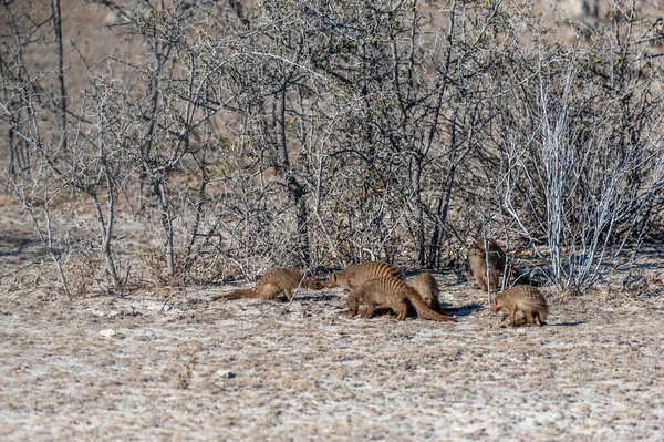 Sekelompok Mongoose Banded Mungos Mungo Hinding Balik Semak Semak Taman — Stok Foto