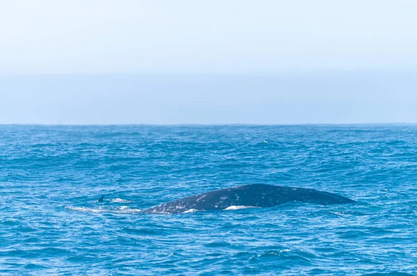 水面下の灰色の鯨の詳細は 空気中に水蒸気のプルームを吹いて — ストック写真