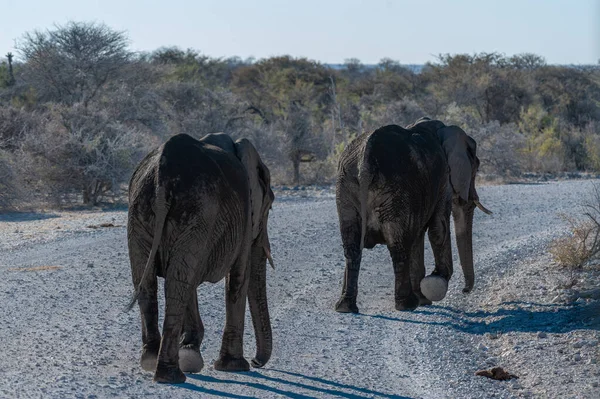 나미비아 에토샤 국립공원의 물웅덩이에서 목욕을 아프리카 코끼리 록소돈타 아프리카나 — 스톡 사진