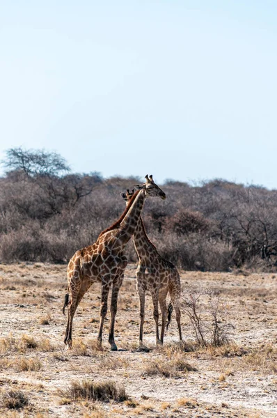 Dwie Angolskie Żyrafy Żyrafa Żyrafa Angolensis Stojące Samolotach Parku Narodowego — Zdjęcie stockowe