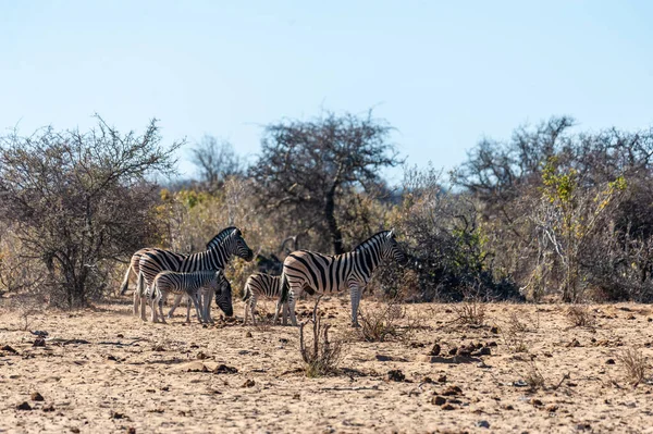 Μια Ομάδα Burchells Plains Zebra Equus Quagga Burchelli Περπατώντας Στις — Φωτογραφία Αρχείου