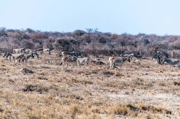 位于纳米比亚埃托沙国家公园平原上的一个水坑附近的一群布尔谢尔平原斑马 马库斯类群 — 图库照片