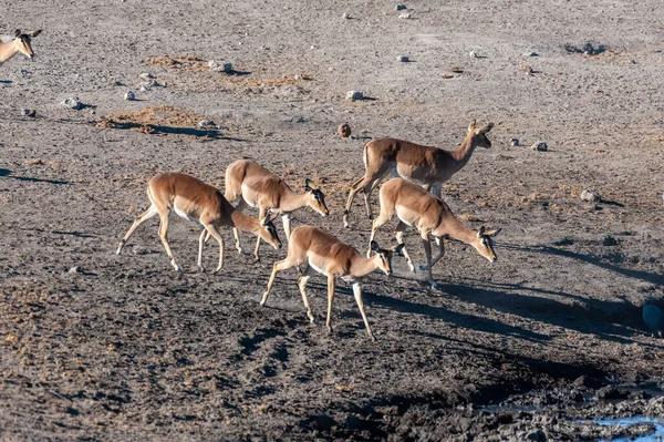 Grupo Impalas Aepyceros Melampus Beber Buraco Água Parque Nacional Etosha — Fotografia de Stock