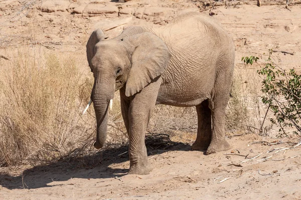 Impressão Elefante Deserto Africano Loxodonta Africana Vagando Deserto Noroeste Namíbia — Fotografia de Stock