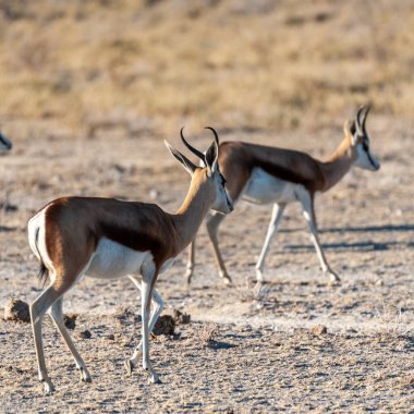 Bir grup Impalas - Aepyceros melampus - Etosha Ulusal Parkı, Namibya ovalarında otluyor..