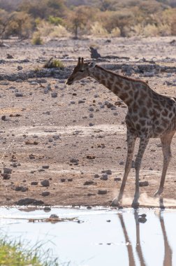 Bir Angolan Zürafa arkadan aydınlatmalı görüntü - Giraffa zürafa angolensis- Etosha Milli Parkı'nda bir su birikintisi içiyor. Zürafalar içerken en savunmasız olandır..