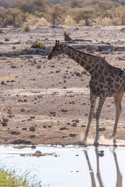 Immagine Retroilluminata Una Giraffa Angolana Giraffa Giraffa Angolensis Sta Bevendo — Foto Stock