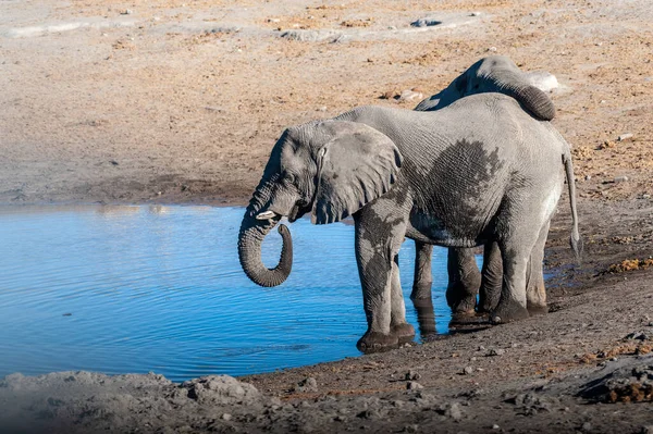 两只非洲大象 洛索登塔非洲 从水坑里喝水 埃托沙国家公园 纳米比亚 — 图库照片