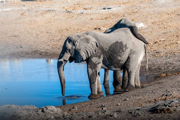 Два Африканских Слона Loxodonta Africana Пьют Водопоя Этоша Намибия — стоковое фото
