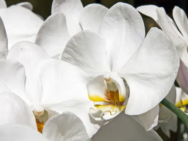 Fleur orchidée blanche — Photo