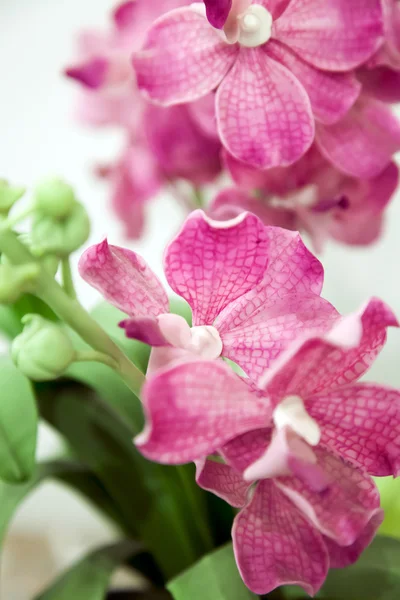 Flor orquídea rosa —  Fotos de Stock