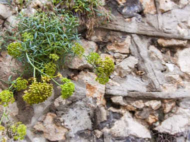Ekim 2013 yılında cote d'azur, Fransa. eski Fransız Antibes şehir tipik mimari detaylar