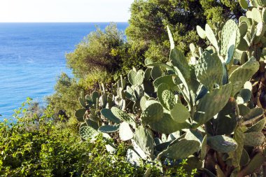 cote d'azur, Fransa. park hill chateau üzerinde güzel