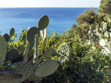 cote d'azur, Fransa. park hill chateau üzerinde güzel