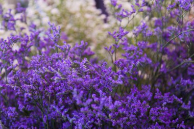 bir kentsel ortamda dekoratif çiçek