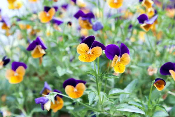 Zierblumen im Blumenbeet im Park — Stockfoto