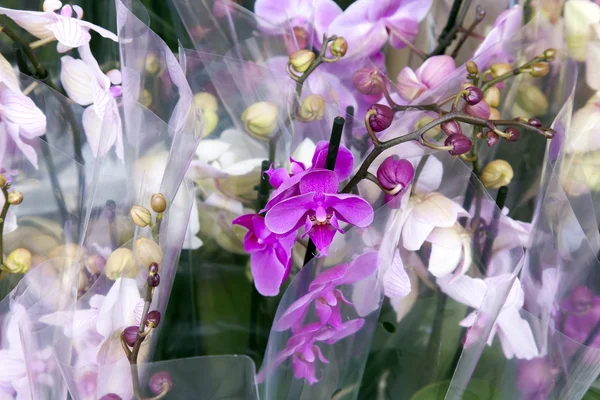 Цветочный магазин орхидей на прилавке — стоковое фото