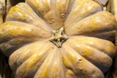 çevre dostu ürünler piyasada oyala. Büyük Balkabağı