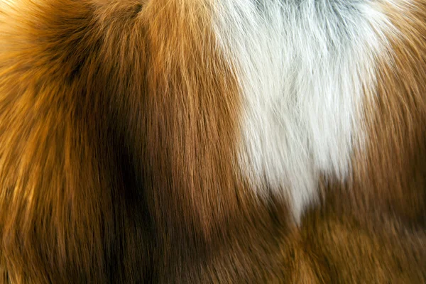 Textura de pele de raposa vermelha — Fotografia de Stock