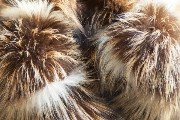 毛皮のテクスチャ — ストック写真