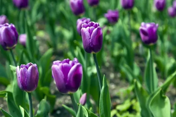 Garden tulips on the flowerbed — Stock Photo, Image