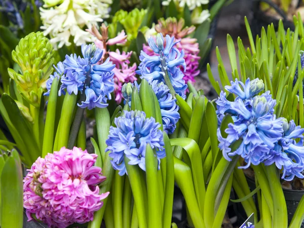 Flowers on the counter street flower shop — Stock Photo, Image