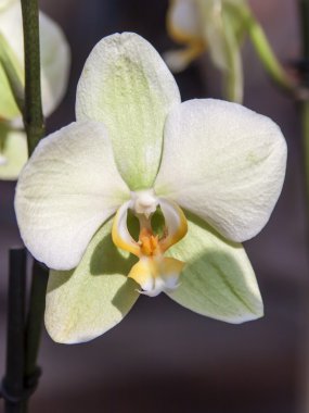 Beyaz Orkide