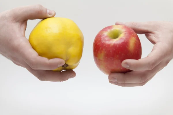 Roter Apfel und gelbe Quitte in Männerhand — Stockfoto