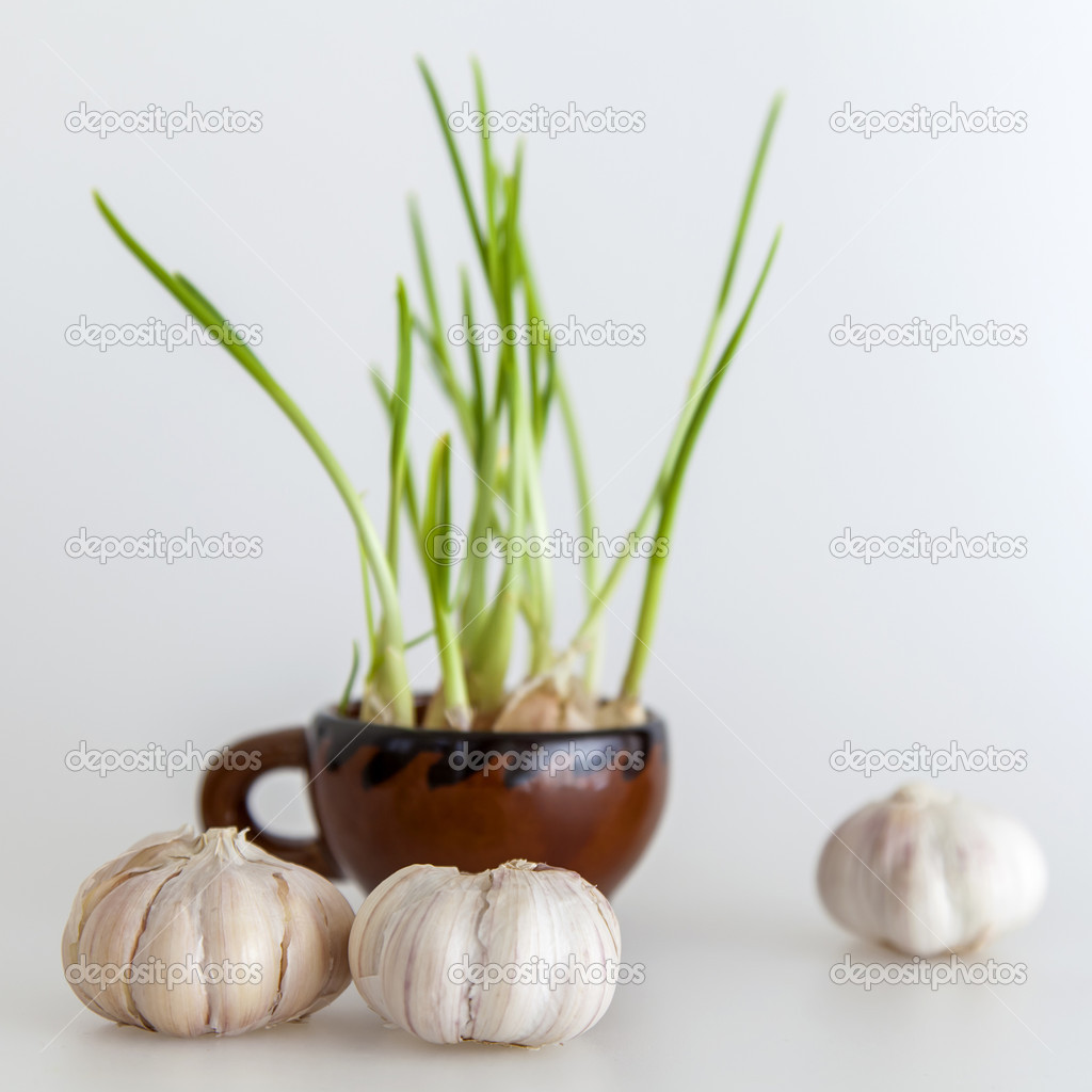 Garlic cloves and garlic sprouts young