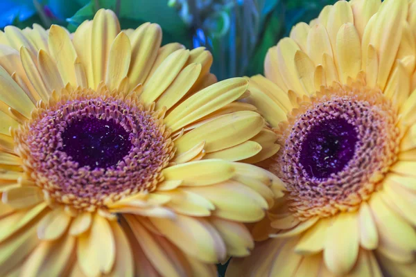 Zwei große gelbe Blüten — Stockfoto