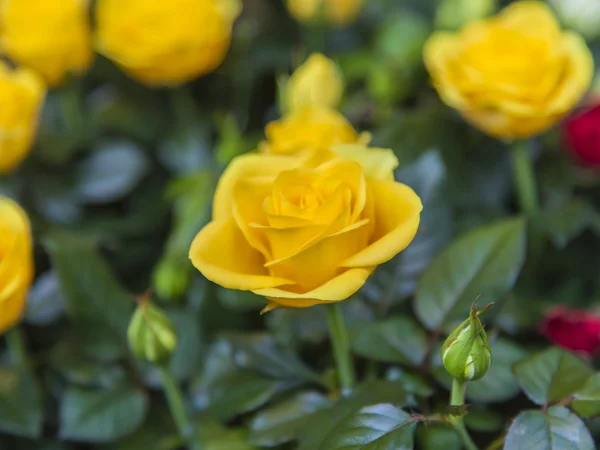 Strauch kleine gelbe Rosen — Stockfoto