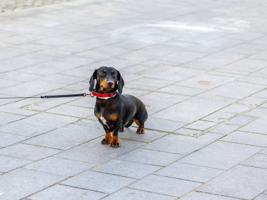 Dachshund yürüyüş