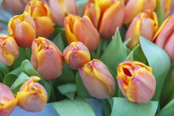 Heldere tulpen in boeketten — Stockfoto