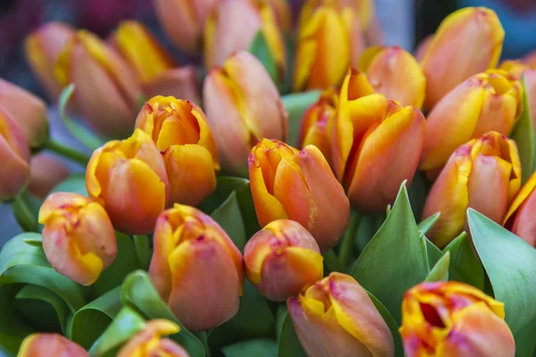 Světlé tulipány v kytice — Stock fotografie