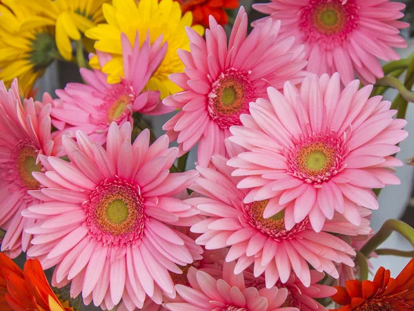 Ramo de gerberas rosadas brillantes — Foto de Stock