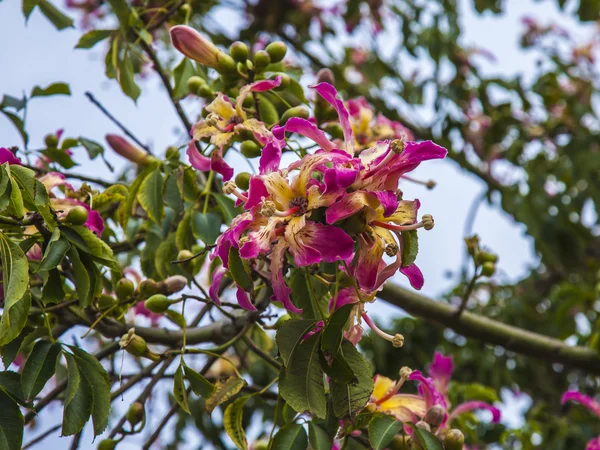 Νότιο δέντρο με μεγάλα ροζ λουλούδια — Φωτογραφία Αρχείου