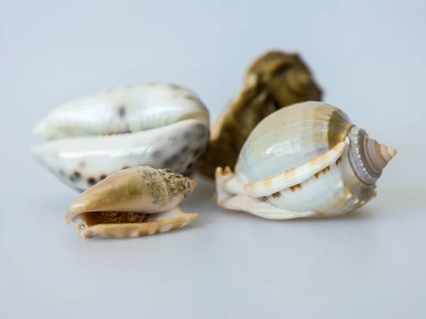 Conchas — Fotografia de Stock