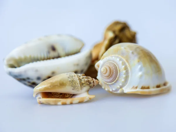 Conchas — Fotografia de Stock