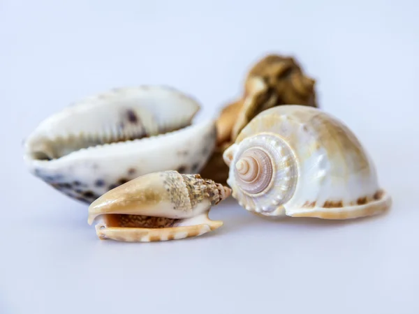 Conchas — Fotografia de Stock