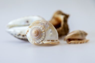 masaya birkaç farklı kabukları