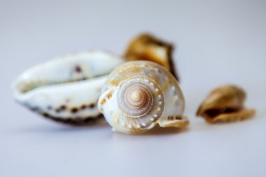 masaya birkaç farklı kabukları