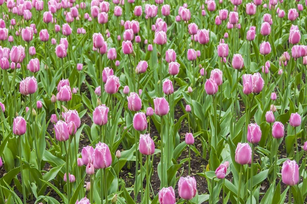 Un sacco di tulipani su un prato nel parco — Foto Stock