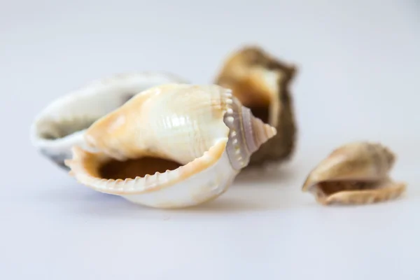Several different seashells on the table — Stock Photo, Image