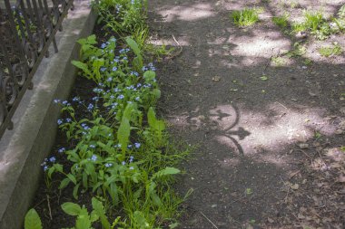 Eski parkta çim ile büyümüş yolu,