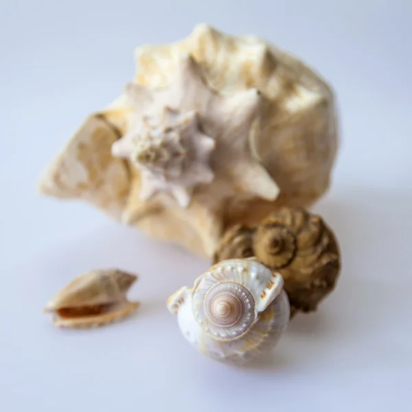 Algumas conchas — Fotografia de Stock