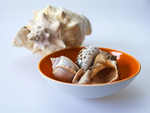 Algumas conchas — Fotografia de Stock
