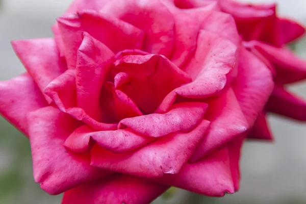 Élénk rózsaszín rózsák — Stock Fotó
